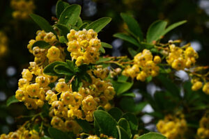 a close up of yellow flowers