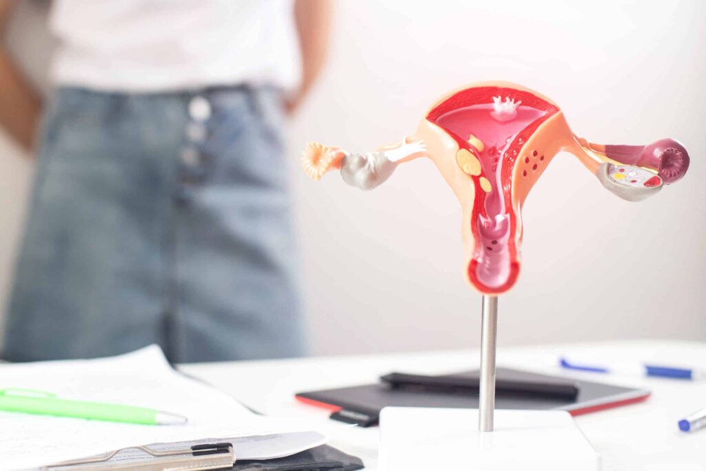 a model of uterus with a person in the background